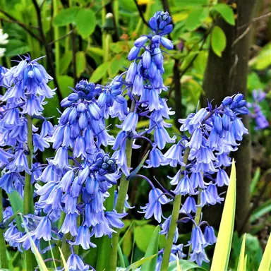 hyacinthoides-bluebells-blue-2