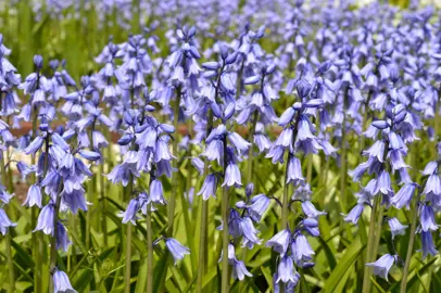 hyacinthoides-bluebells-blue-3