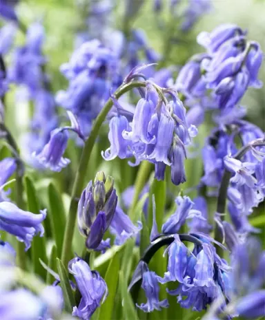 hyacinthoides-bluebells-blue-4