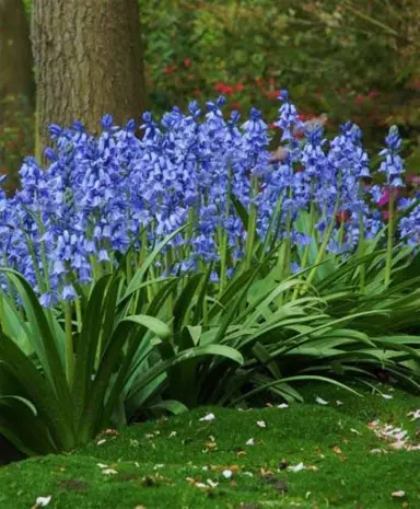 hyacinthoides-bluebells-blue-5