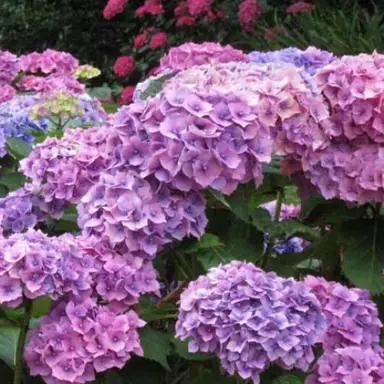 hydrangea-macrophylla-alpen-gluten-