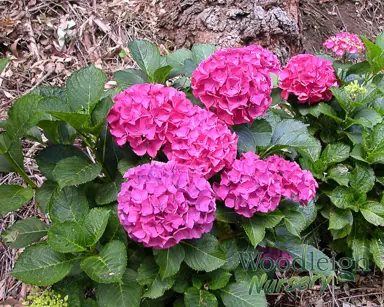 hydrangea-macrophylla-alpengluhen-