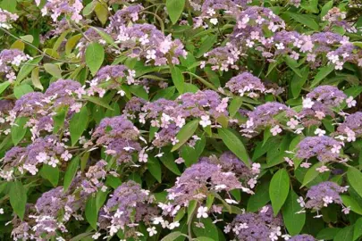 Hydrangea aspera villosa shrub with masses of blue flowers.