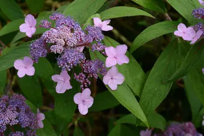 Hydrangea aspera flowers.