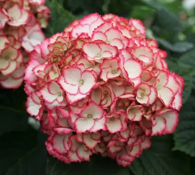 hydrangea-charming-