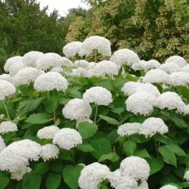 hydrangea-grandad-