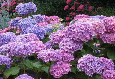 Hydrangea 'Hamburg' flowers.