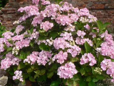 Hydrangea 'Hobella' shrub with pink flowers against dark green leaves.