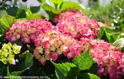 hydrangea-macrophylla-leuchtfeuer--1