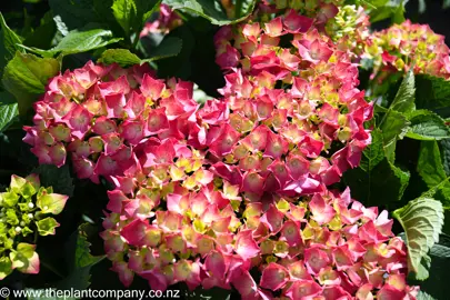 hydrangea-macrophylla-leuchtfeuer--2