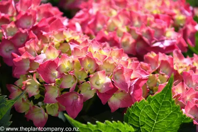 hydrangea-macrophylla-leuchtfeuer-