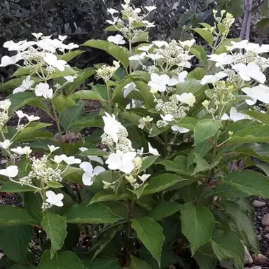 hydrangea-paniculata-levana-