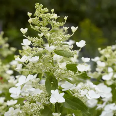 hydrangea-paniculata-levana-1