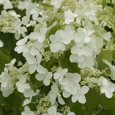 hydrangea-paniculata-levana-2