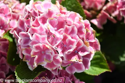 hydrangea-machiko-