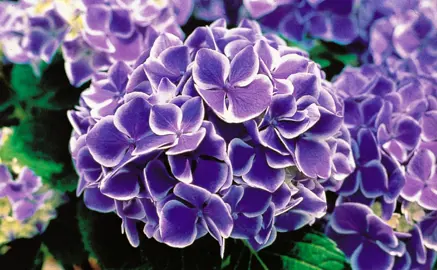 Hydrangea 'Mariko' purple and white flower.