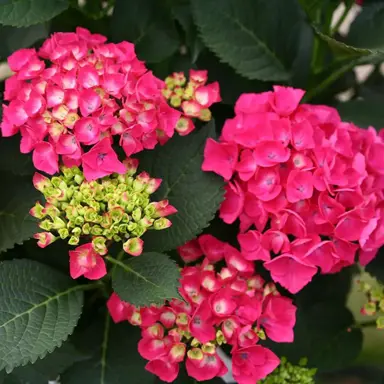 hydrangea-macrophylla-paris-1