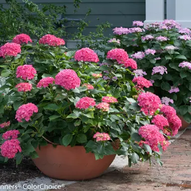 hydrangea-macrophylla-paris-2