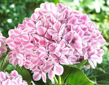 Hydrangea 'Peppermint' pink flower.