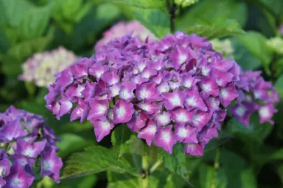 hydrangea-president-r-touchard-