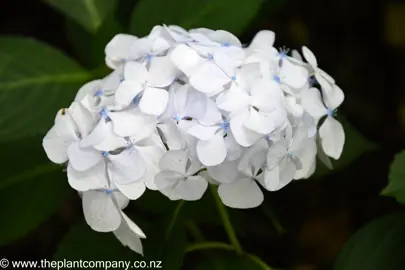 Hydrangea Princess Juliana white flowers.