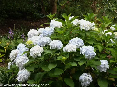 Hydrangea 'Princess Juliana' shrubs with white flowers.