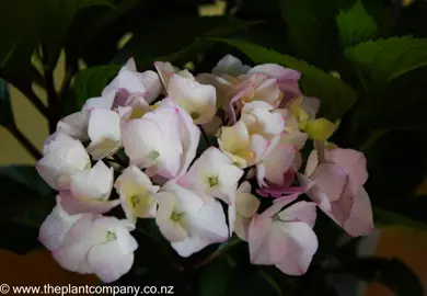 hydrangea-saxon-pink-maiden-