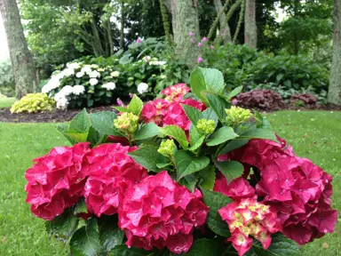 Hydrangea 'Saxon Red Dawn' plant with red flowers.