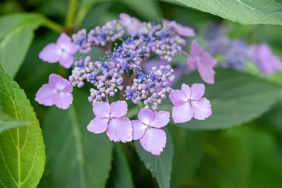 Hydrangea serrata flower.