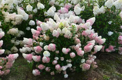Hydrangea 'Sundae Fraise' plant with pink and white flowers.