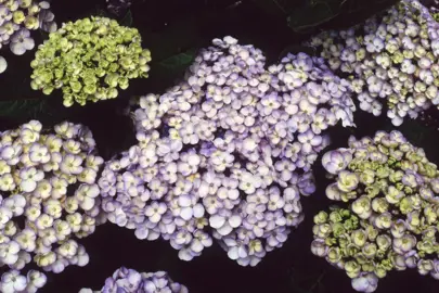 Hydrangea Tosca pink flowers.