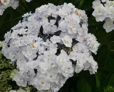 hydrangea-macrophylla-trophy-