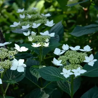 hydrangea-macrophylla-trophy-2