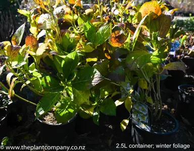 hydrangea-macrophylla-trophy-3