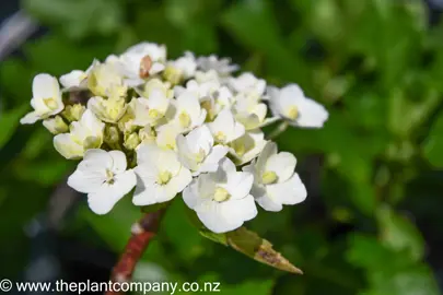 hydrangea-macrophylla-trophy-4