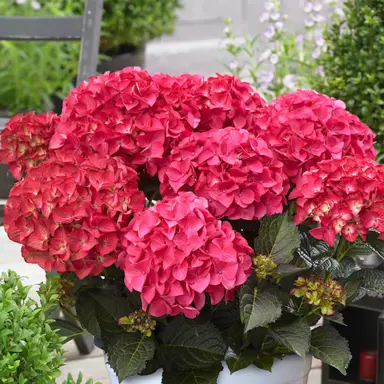 Hydrangea 'Tuxedo Pink' plant with pink flowers.