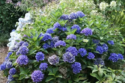 Hydrangea Venice shrub with large and showy blue flowers.