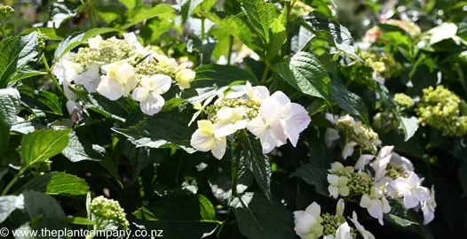 hydrangea-white-wave--3