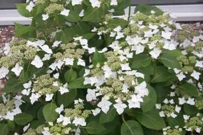 hydrangea-white-wave-