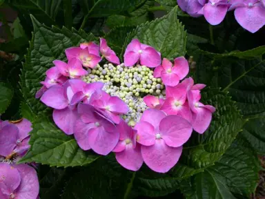 hydrangea-macrophylla-fasan-