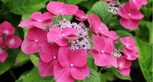 hydrangea-macrophylla-fasan-1