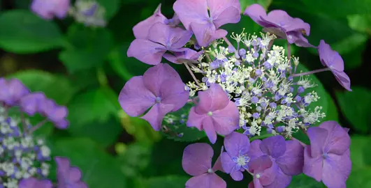 hydrangea-macrophylla-geoffrey-chadbund-