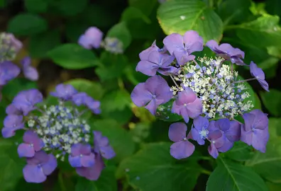 hydrangea-macrophylla-geoffrey-chadbund-1