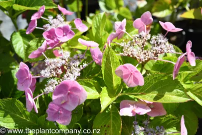 hydrangea-macrophylla-geoffrey-chadbund-4