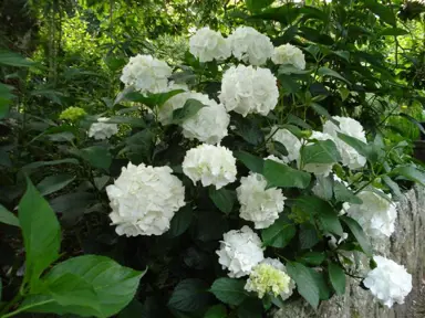 hydrangea-macrophylla-immaculata-1