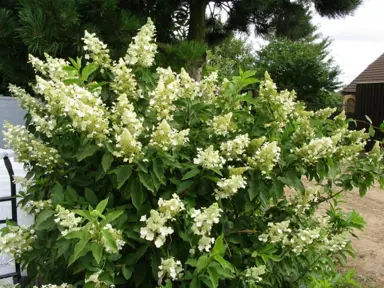 hydrangea-paniculata-kyushu-1