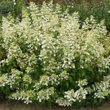 hydrangea-paniculata-kyushu-2