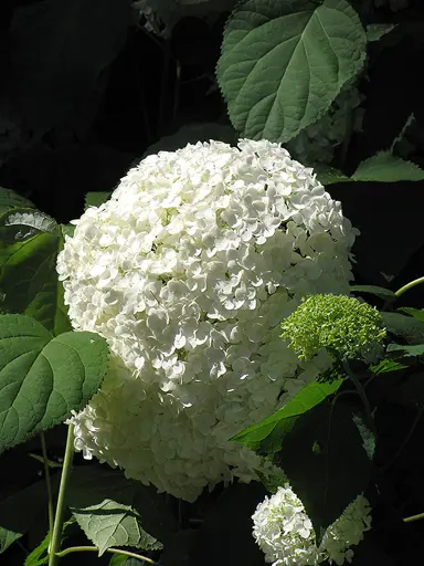 hydrangea-macrophylla-alba-