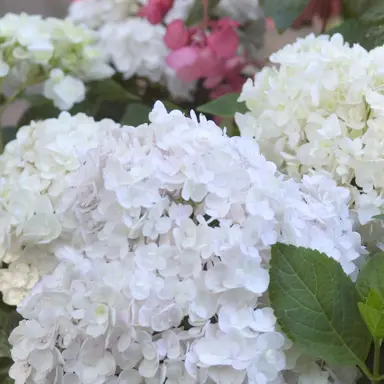 hydrangea-macrophylla-alba-1