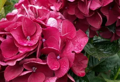 hydrangea-merveille-sanguine-